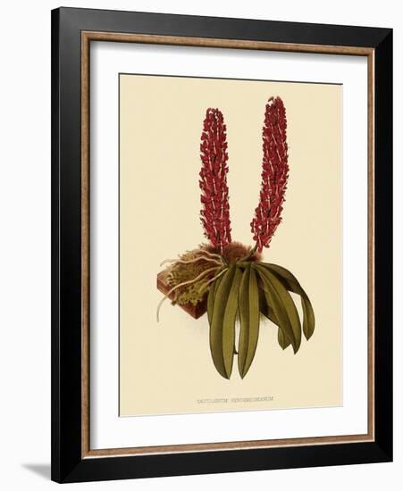 Saccolabium Hendersonianum-John Nugent Fitch-Framed Giclee Print