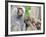 Sacred Baboon Male with His Harem-null-Framed Photographic Print