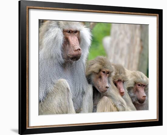 Sacred Baboon Male with His Harem-null-Framed Photographic Print