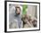 Sacred Baboon Male with His Harem-null-Framed Photographic Print