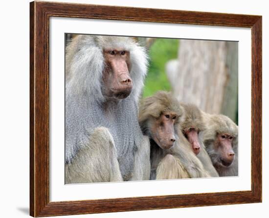 Sacred Baboon Male with His Harem-null-Framed Photographic Print