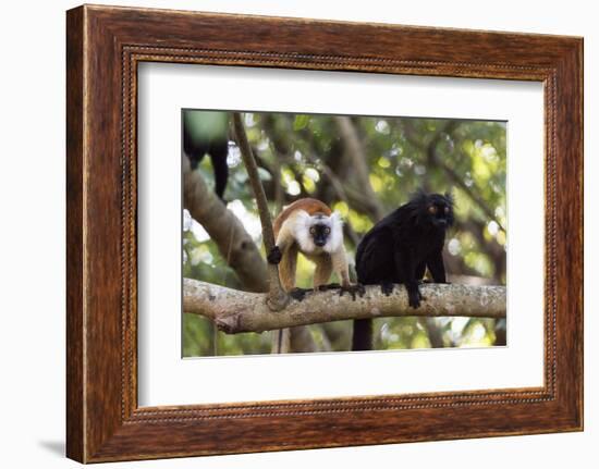 Sacred Baobab tree, male and female black lemur (Eulemur macaco), Nosy Be Island, northern area, Ma-Christian Kober-Framed Photographic Print