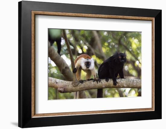 Sacred Baobab tree, male and female black lemur (Eulemur macaco), Nosy Be Island, northern area, Ma-Christian Kober-Framed Photographic Print