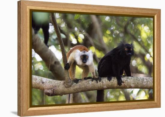 Sacred Baobab tree, male and female black lemur (Eulemur macaco), Nosy Be Island, northern area, Ma-Christian Kober-Framed Premier Image Canvas