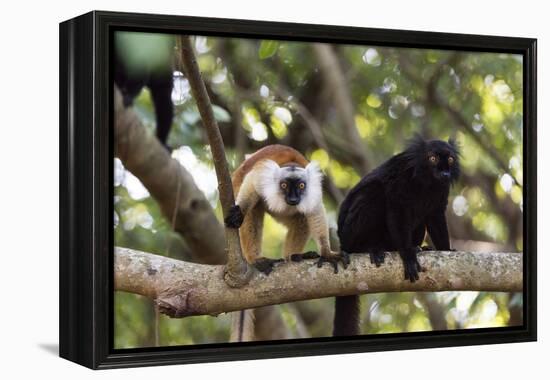 Sacred Baobab tree, male and female black lemur (Eulemur macaco), Nosy Be Island, northern area, Ma-Christian Kober-Framed Premier Image Canvas