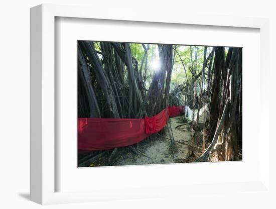 Sacred Baobab tree, Nosy Be Island, northern area, Madagascar, Africa-Christian Kober-Framed Photographic Print