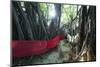 Sacred Baobab tree, Nosy Be Island, northern area, Madagascar, Africa-Christian Kober-Mounted Photographic Print