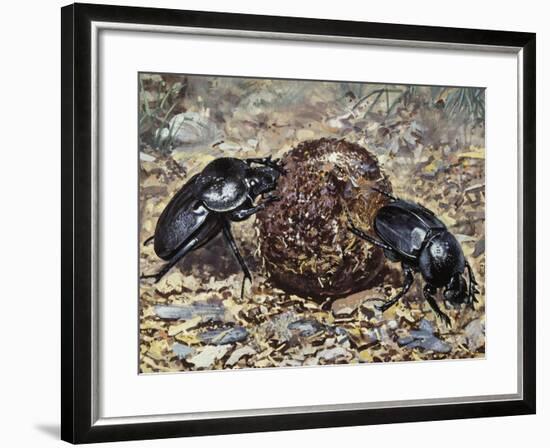 Sacred Beetle (Scarabaeus Sacer), Scarabaeidae-null-Framed Giclee Print