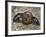 Sacred Beetle (Scarabaeus Sacer), Scarabaeidae-null-Framed Giclee Print