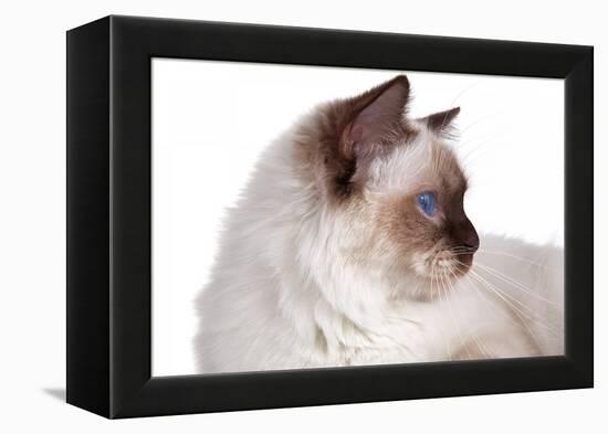 Sacred Cat of Burma-Fabio Petroni-Framed Premier Image Canvas