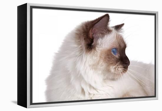 Sacred Cat of Burma-Fabio Petroni-Framed Premier Image Canvas