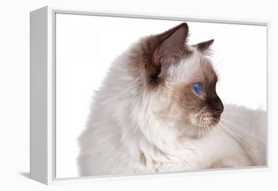 Sacred Cat of Burma-Fabio Petroni-Framed Premier Image Canvas