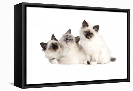 Sacred Cat of Burma-Fabio Petroni-Framed Premier Image Canvas