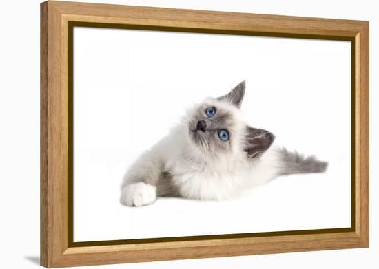 Sacred Cat of Burma-Fabio Petroni-Framed Premier Image Canvas