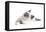 Sacred Cat of Burma-Fabio Petroni-Framed Premier Image Canvas