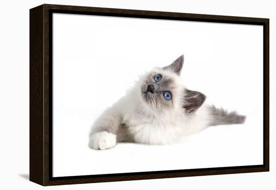 Sacred Cat of Burma-Fabio Petroni-Framed Premier Image Canvas