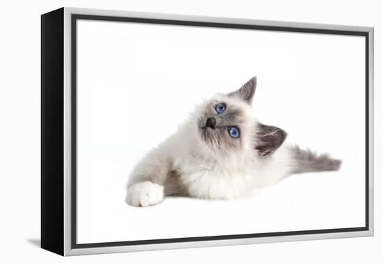 Sacred Cat of Burma-Fabio Petroni-Framed Premier Image Canvas