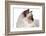 Sacred Cat of Burma-Fabio Petroni-Framed Photographic Print