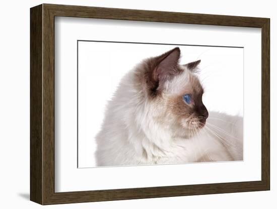 Sacred Cat of Burma-Fabio Petroni-Framed Photographic Print