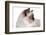 Sacred Cat of Burma-Fabio Petroni-Framed Photographic Print