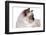 Sacred Cat of Burma-Fabio Petroni-Framed Photographic Print