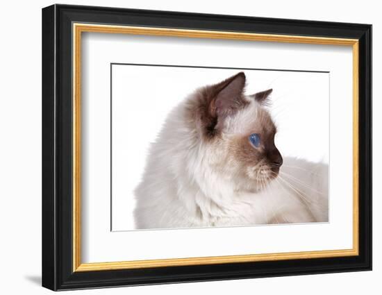 Sacred Cat of Burma-Fabio Petroni-Framed Photographic Print