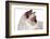 Sacred Cat of Burma-Fabio Petroni-Framed Photographic Print