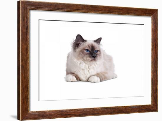 Sacred Cat of Burma-Fabio Petroni-Framed Photographic Print