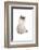 Sacred Cat of Burma-Fabio Petroni-Framed Photographic Print