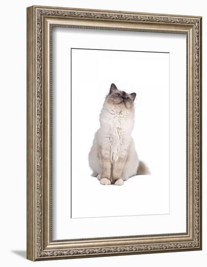 Sacred Cat of Burma-Fabio Petroni-Framed Photographic Print