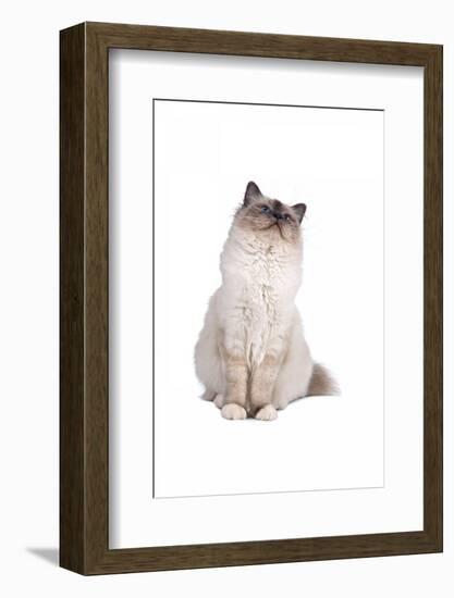 Sacred Cat of Burma-Fabio Petroni-Framed Photographic Print