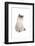 Sacred Cat of Burma-Fabio Petroni-Framed Photographic Print