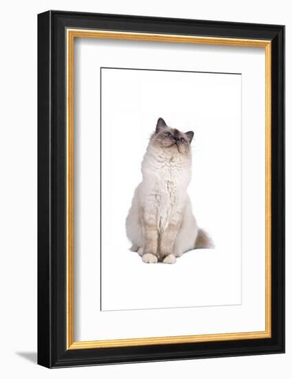 Sacred Cat of Burma-Fabio Petroni-Framed Photographic Print