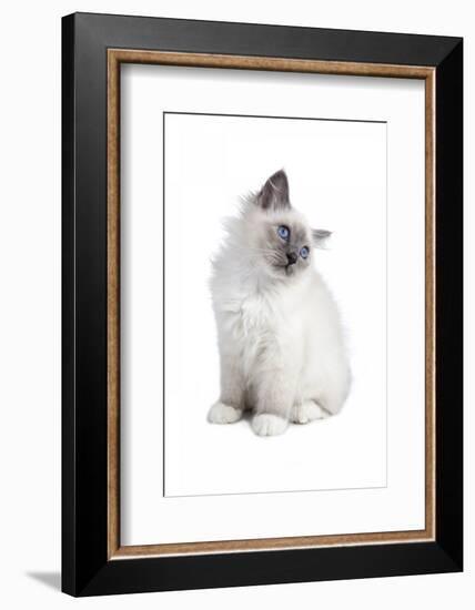 Sacred Cat of Burma-Fabio Petroni-Framed Photographic Print