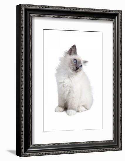 Sacred Cat of Burma-Fabio Petroni-Framed Photographic Print