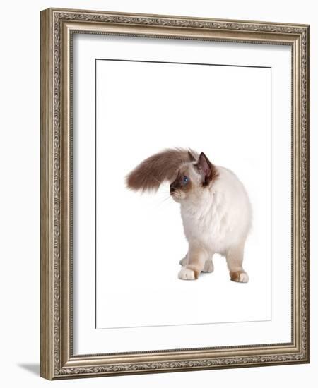 Sacred Cat of Burma-Fabio Petroni-Framed Photographic Print