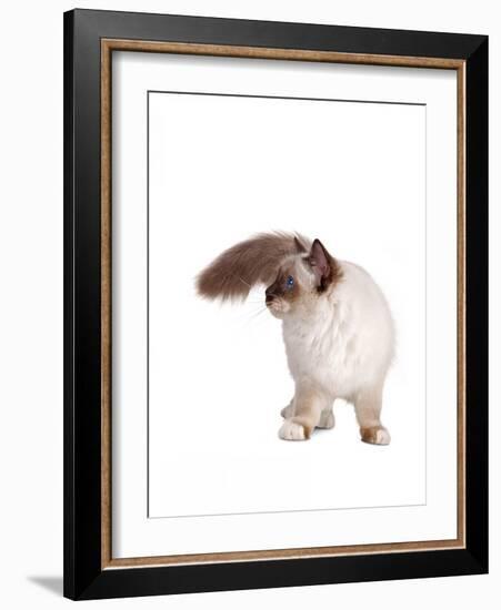 Sacred Cat of Burma-Fabio Petroni-Framed Photographic Print