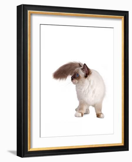 Sacred Cat of Burma-Fabio Petroni-Framed Photographic Print