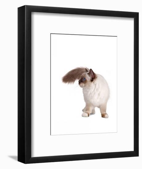 Sacred Cat of Burma-Fabio Petroni-Framed Photographic Print