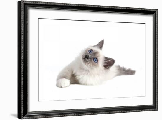 Sacred Cat of Burma-Fabio Petroni-Framed Photographic Print