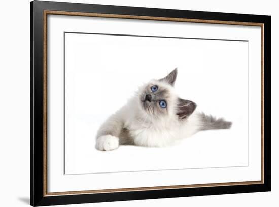 Sacred Cat of Burma-Fabio Petroni-Framed Photographic Print