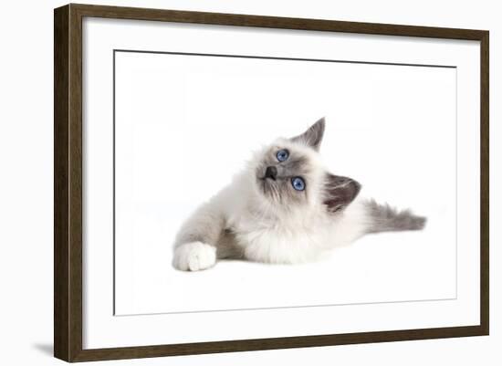 Sacred Cat of Burma-Fabio Petroni-Framed Photographic Print