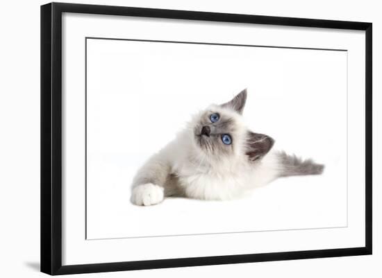 Sacred Cat of Burma-Fabio Petroni-Framed Photographic Print