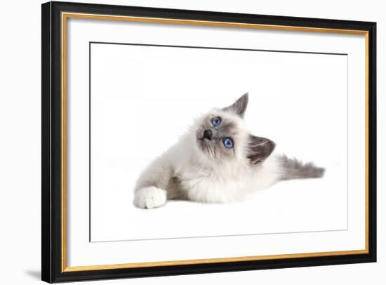 Sacred Cat of Burma-Fabio Petroni-Framed Photographic Print