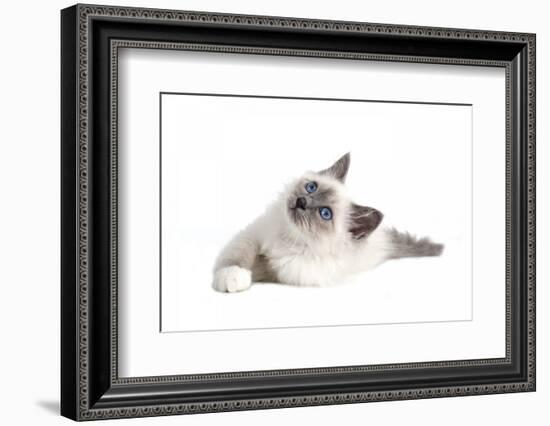 Sacred Cat of Burma-Fabio Petroni-Framed Photographic Print