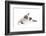 Sacred Cat of Burma-Fabio Petroni-Framed Photographic Print