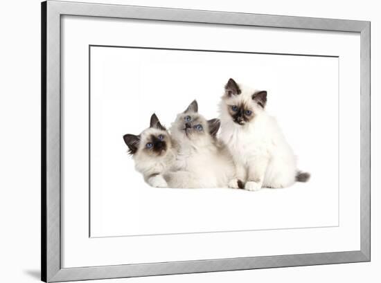 Sacred Cat of Burma-Fabio Petroni-Framed Photographic Print