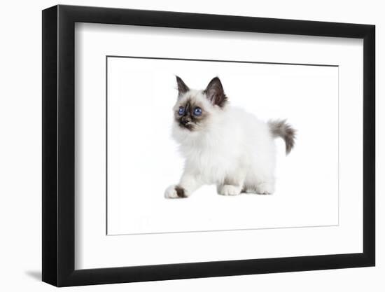 Sacred Cat of Burma-Fabio Petroni-Framed Photographic Print