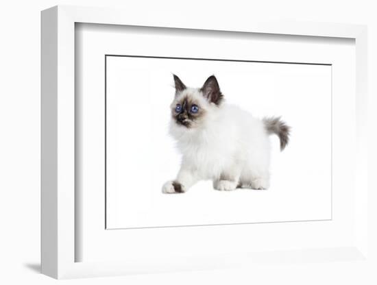 Sacred Cat of Burma-Fabio Petroni-Framed Photographic Print