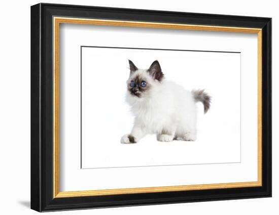 Sacred Cat of Burma-Fabio Petroni-Framed Photographic Print